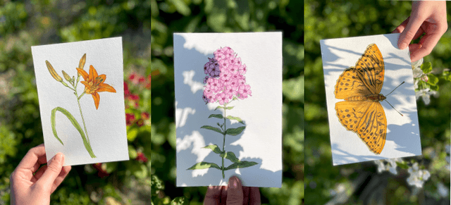 Botanická ilustrace – malba akvarelem