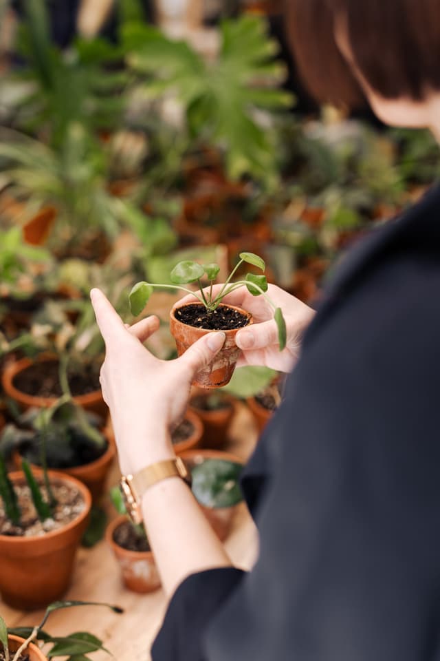 Bazar slowplants u Kvítek v bytě
