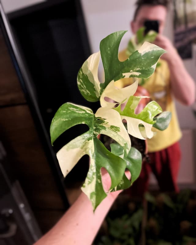 Happyplant Brno