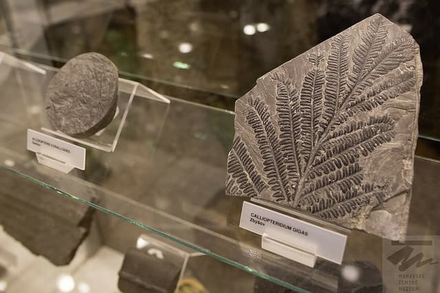 Komentovaná prohlídka stálé expozice Zaniklý život na Moravě