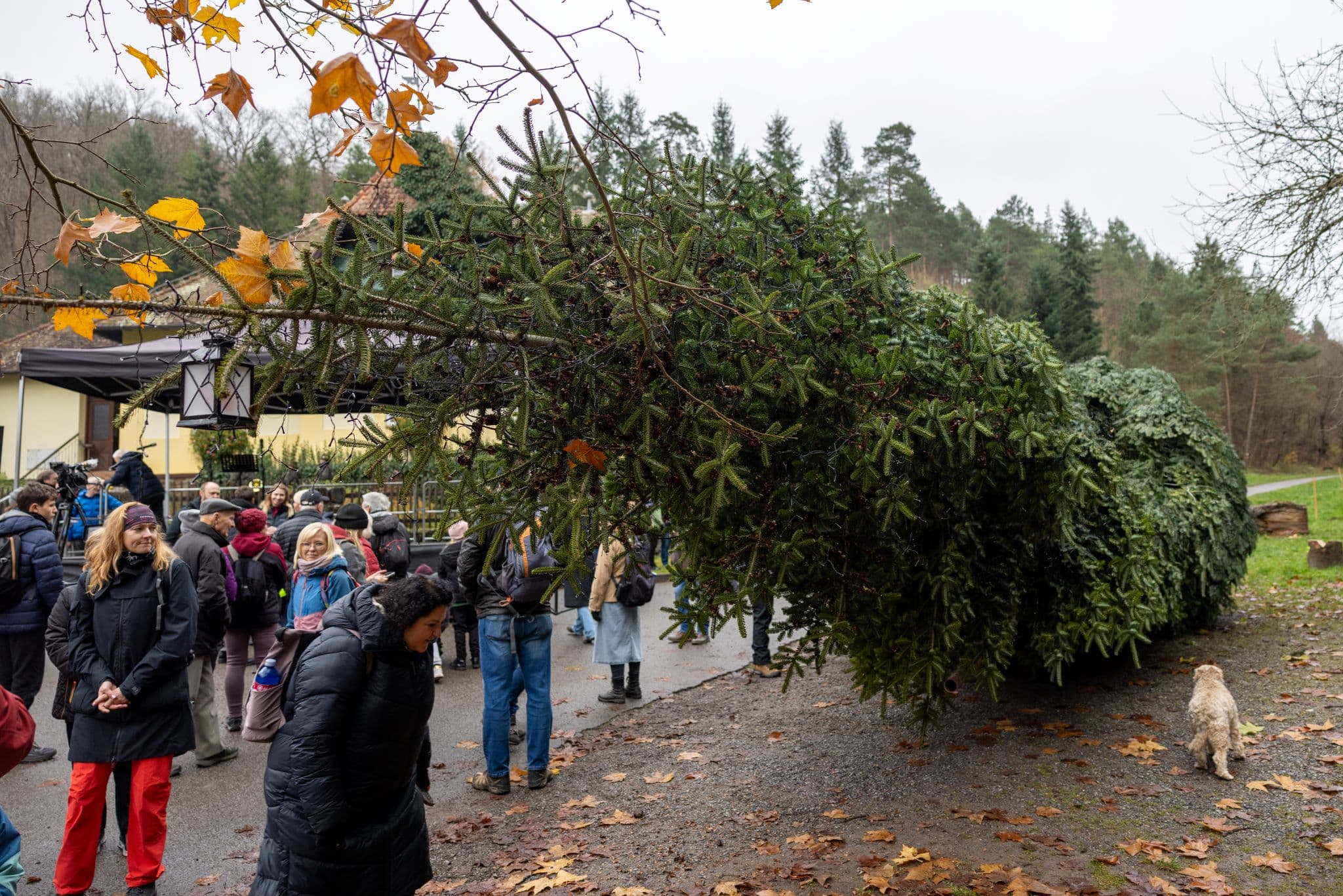 V roce 2025 bude centrálním stromem jedle bělokorá, kterou městu věnoval Školní lesní podnik Masarykův les Křtiny Mendelovy univerzity. 