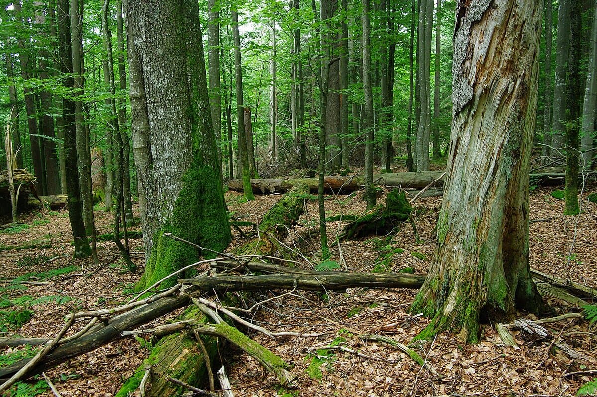 Obrázek