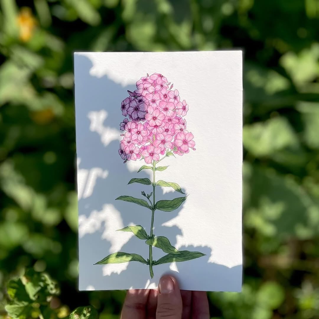 Botanické ilustrace v Holubníku