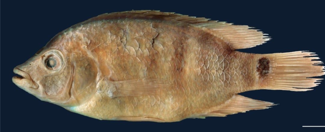 Vzorky objevené a popsané Emanuelem Von Friedrichsthalem