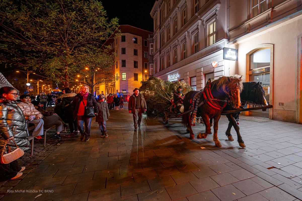 Letošní jedle se z Bílovic nad Svitavou vydala na cestu koňským spřežením.