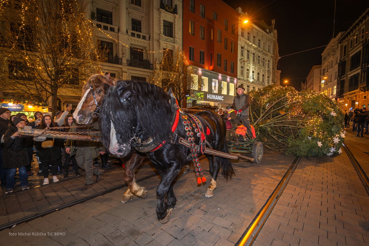 Letošní jedle se z Bílovic nad Svitavou vydala na cestu koňským spřežením.