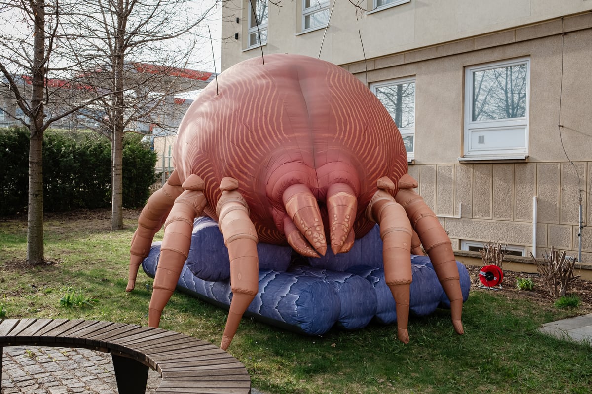 Model Želvušky