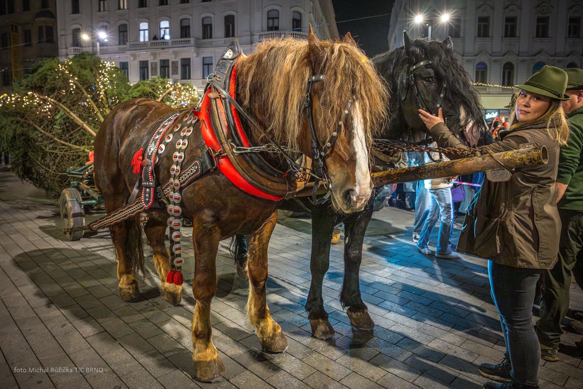 Letošní jedle dorazila v sobotu 15. listopadu.
