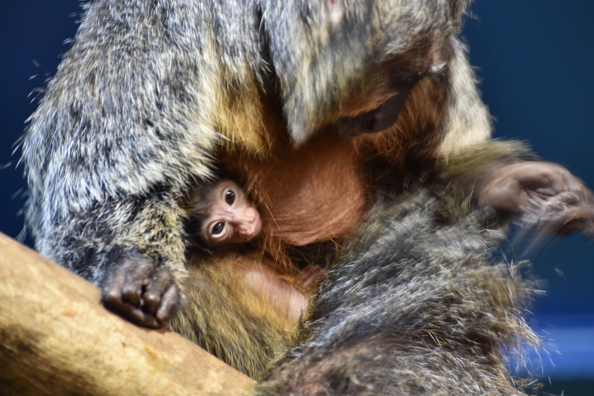 Mládě chvostana bělolícího