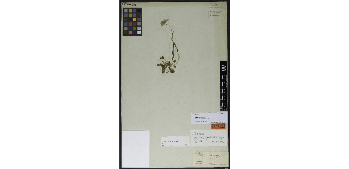 Vzorky objevené a popsané Emanuelem Von Friedrichsthalem