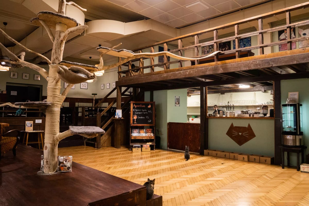 Interiér Kočkafé Schrödinger, největší kočičí kavárny v Evropě
