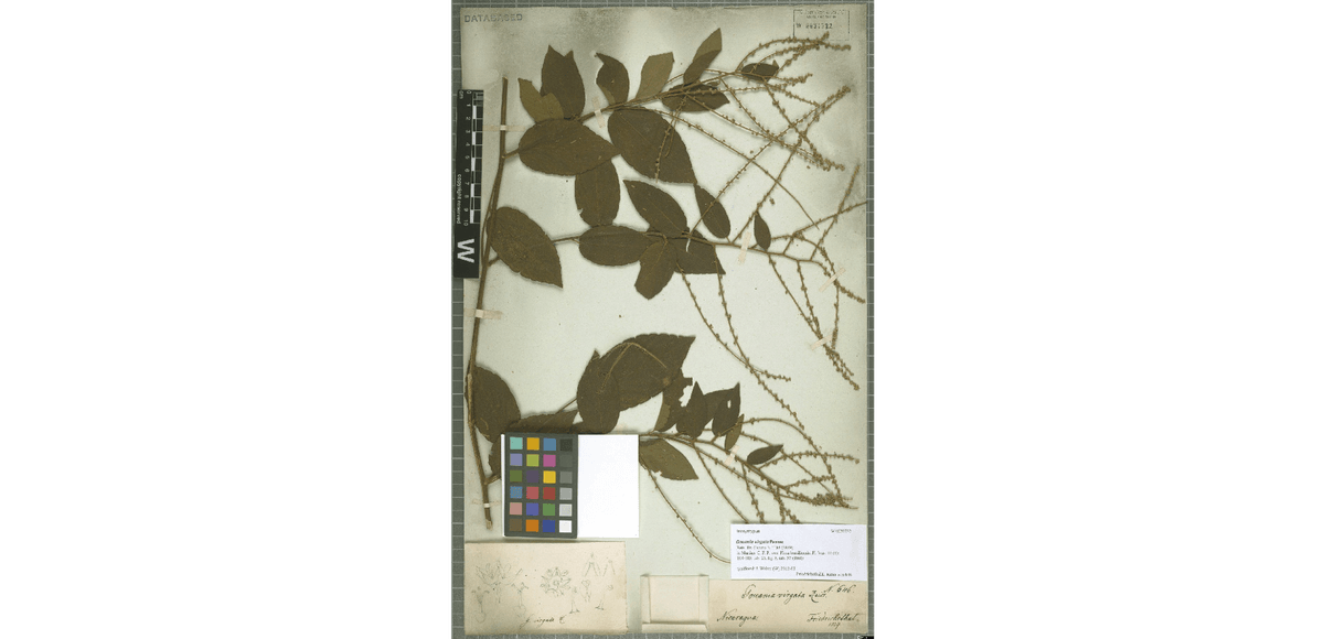 Vzorky objevené a popsané Emanuelem Von Friedrichsthalem