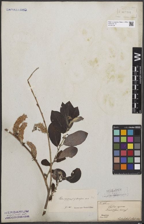 Vzorky objevené a popsané Emanuelem Von Friedrichsthalem