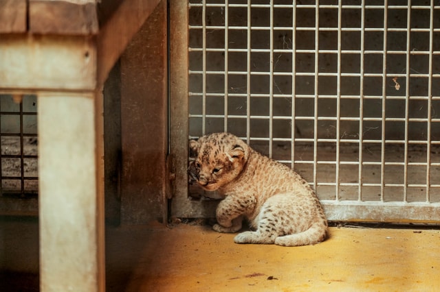 Lvíče, lední medvědice pohromadě i loučení s létem: Srpen v brněnské Zoo stojí za to!