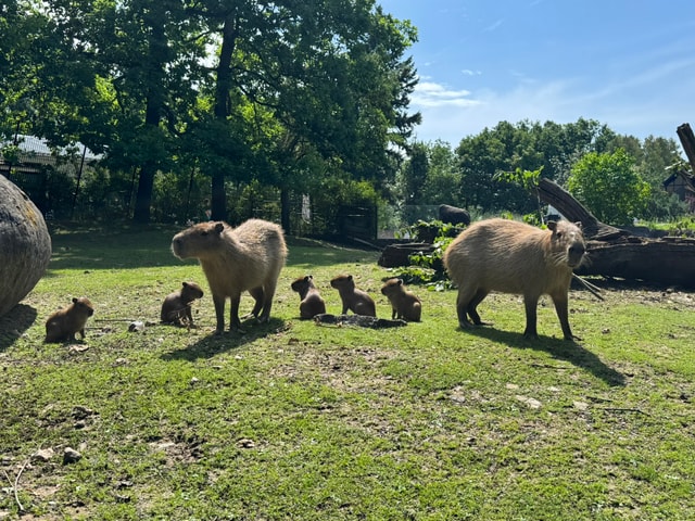 Výbuch roztomilosti v Zoo Brno