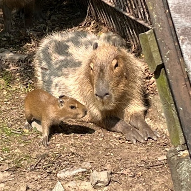 Zoo Brno vítá mládě kapybary