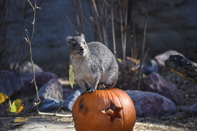 Objevte kouzlo letošní zimy v Zoo Brno: nové příběhy, adventní atmosféra i cesta do srdce Konga