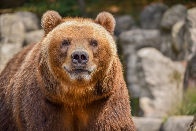 Ahoj, medvěde! Brněnská zoo se rozloučila s Irinou