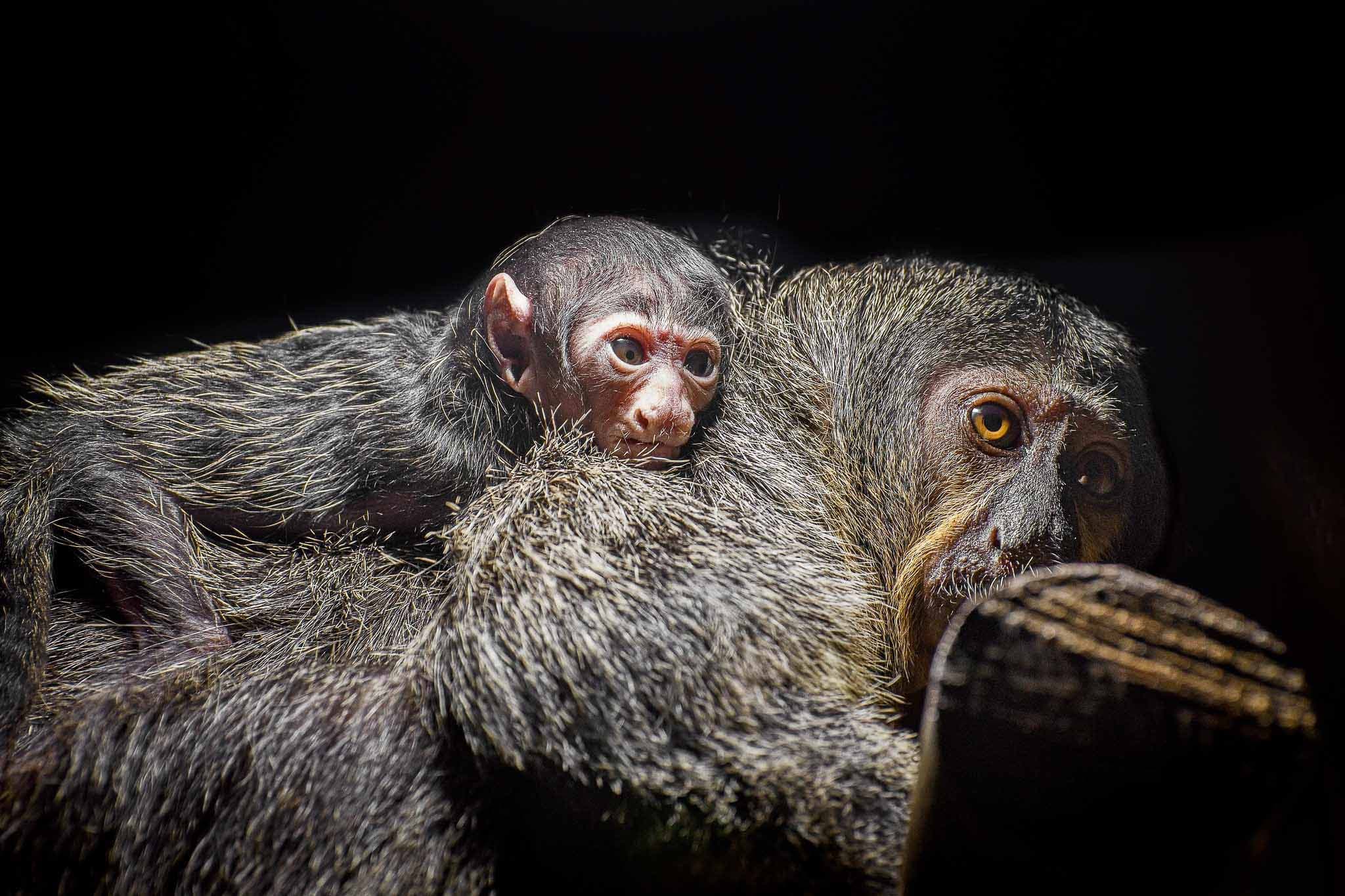 Advent v Zoo Brno: Vánoční přání, živá hudba i štědrodopolední krmení