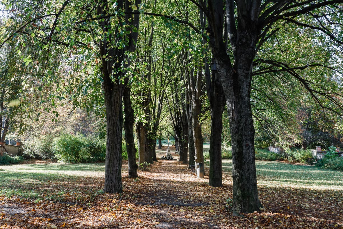 Alej a kříž na bývalém hřbitově v Bystrci