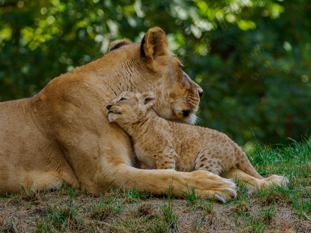 Podzim v Zoo Brno: Barevná sezóna plná zážitků a setkání se členy naší smečky