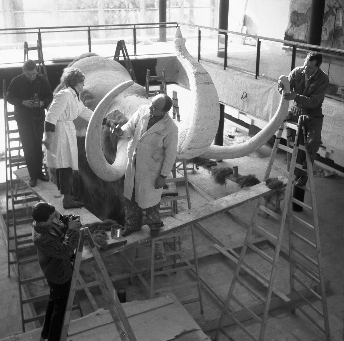 Tvorba nového mamuta v 60. letech